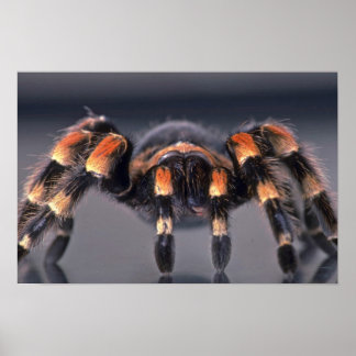 Scary Tarantula spider Poster
