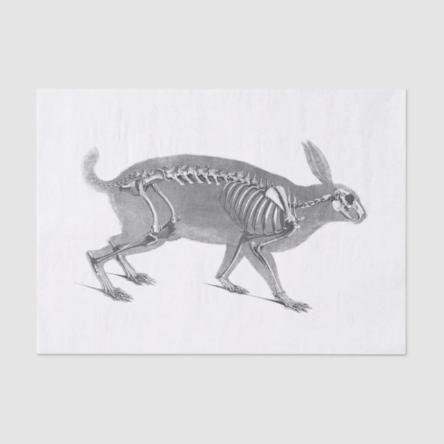 Scary vintage bunny skeleton tissue paper (Front)