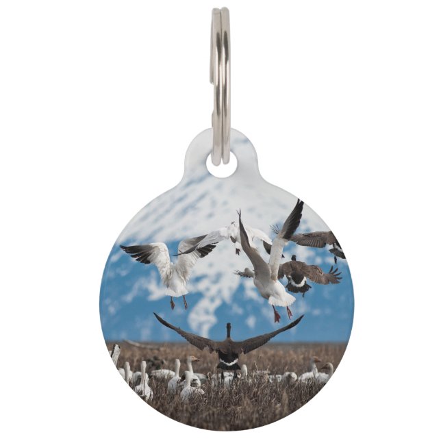 Scattering Geese Pet Tag (Front)