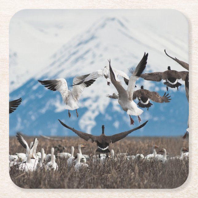 Scattering Geese Square Paper Coaster (Front)