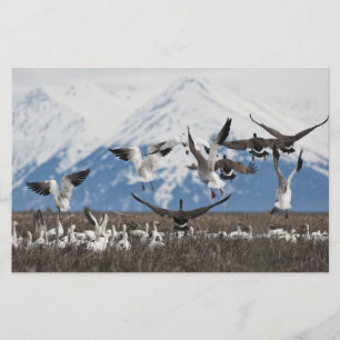 Scattering Geese Stationery