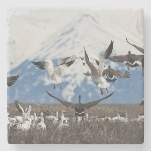 Scattering Geese Stone Coaster