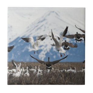Scattering Geese Tile