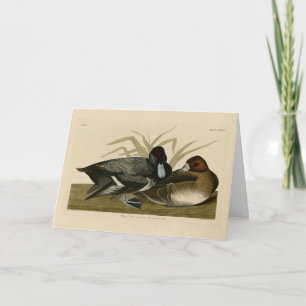 Scaup Duck (Lesser Scaup) Audubon Birds of America Card