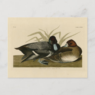 Scaup Duck (Lesser Scaup) Audubon Birds of America Postcard