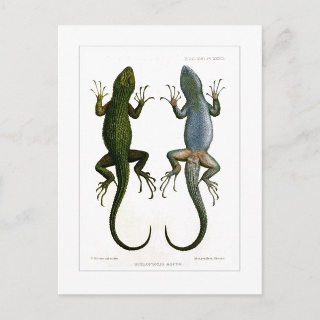 Sceloporus asper postcard (Front)