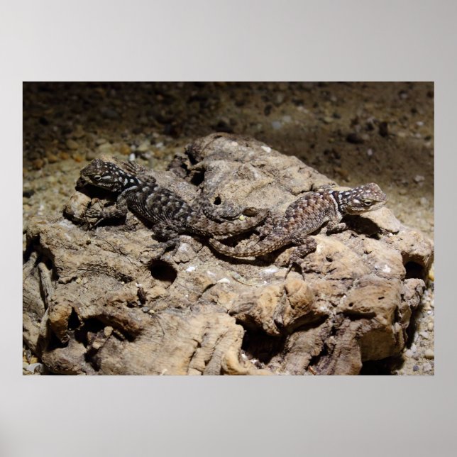 Sceloporus cyanogenys poster (Front)