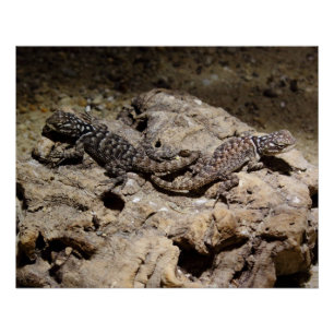 Sceloporus cyanogenys poster