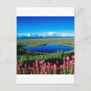 Scene Tundra Mount Mckinley Denali Alaska Postcard