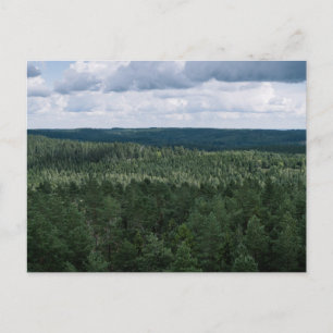Scenic Green Forest Landscape Canopy Photo Postcard