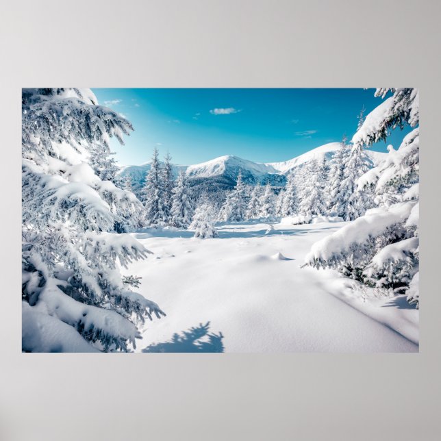 Scenic image of spruces tree. Frosty day, calm win Poster (Front)