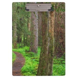 Scenic of old growth forest clipboard