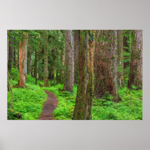 Scenic of old growth forest poster