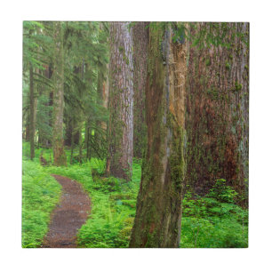 Scenic of old growth forest tile
