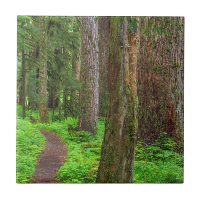 Scenic of old growth forest tile (Front)