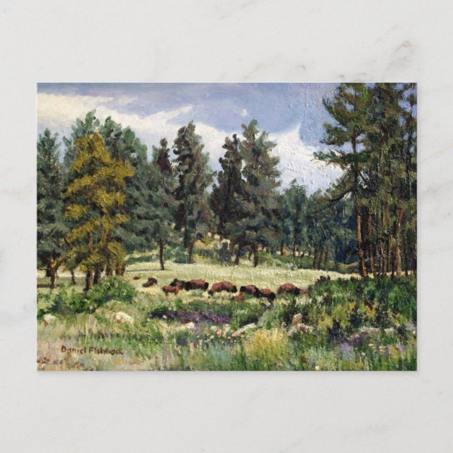 Scenic Pasture of Buffalo in South Dakota Postcard (Front)