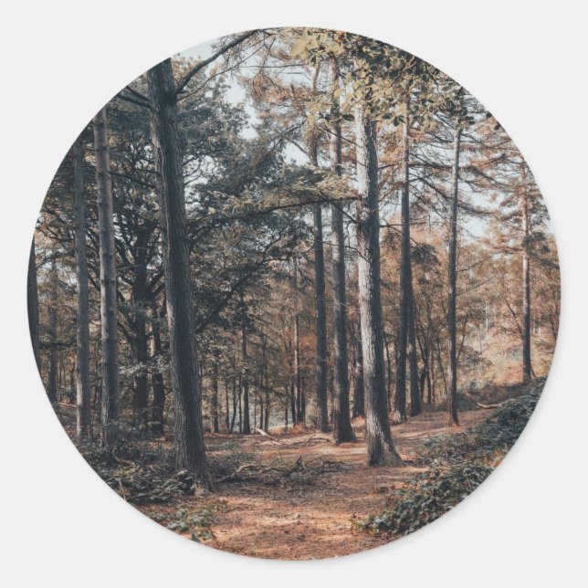 Scenic relaxing forest classic round sticker (Front)