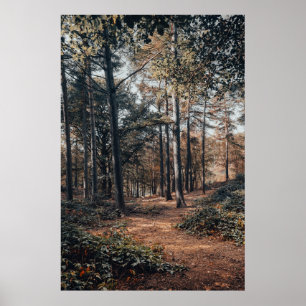 Scenic relaxing forest poster
