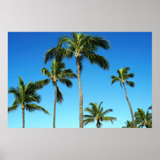 Scenic View of Coconut Trees Poster