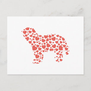 Schapendoes Postcard