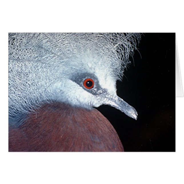 scheepmaker crown pigeon (Front Horizontal)