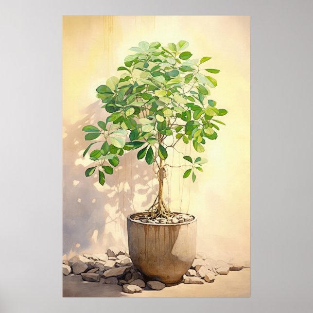 Schefflera Heptaphylla in Pot Poster (Front)