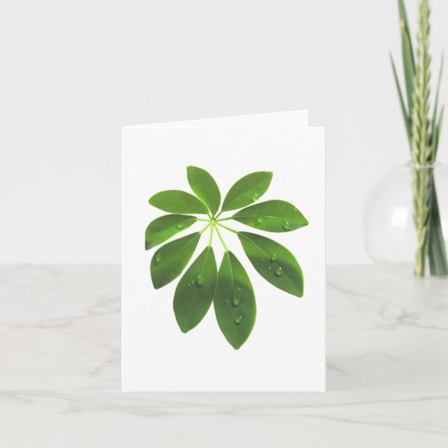 Schefflera note card (Front)