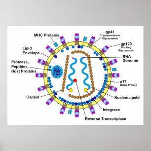 Schematic Representation of an HIV-Virion Diagram Poster