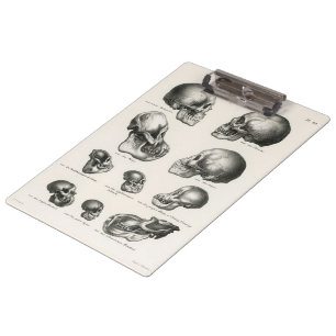 Schinz de Visser Human Monkey & Ape Skulls Clipboard