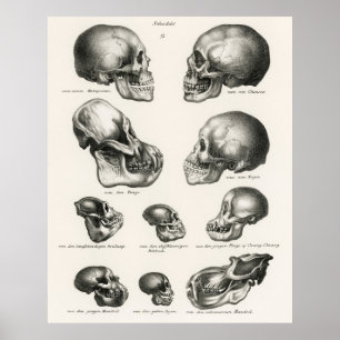 Schinz de Visser Human Monkey & Ape Skulls Poster