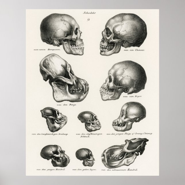 Schinz de Visser Human Monkey & Ape Skulls Poster (Front)