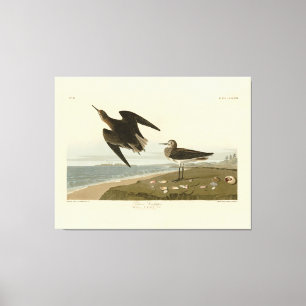 Schinz's Sandpiper from Audubon's Birds of America Canvas Print