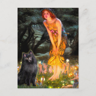 Schipperke 2 - MidEve Postcard