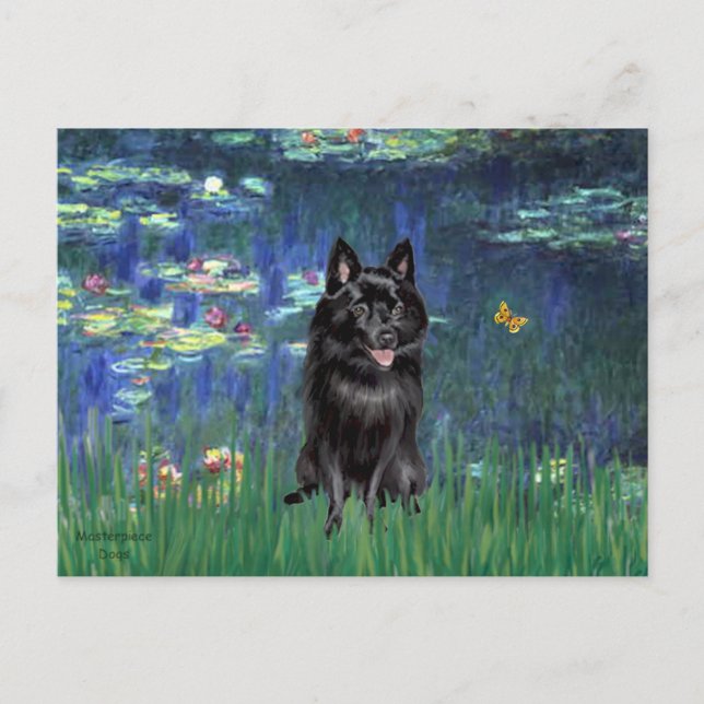 Schipperke 4 - Lilies 5 Postcard (Front)