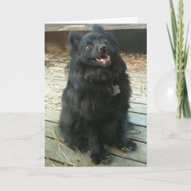 Schipperke Dog General Greeting Card (Front)