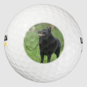 Schipperke Dog Golf Balls