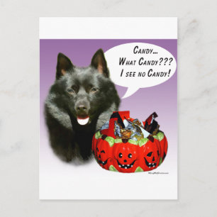 Schipperke Halloween Candy Postcard