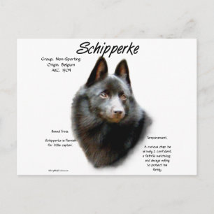 Schipperke History Design Postcard