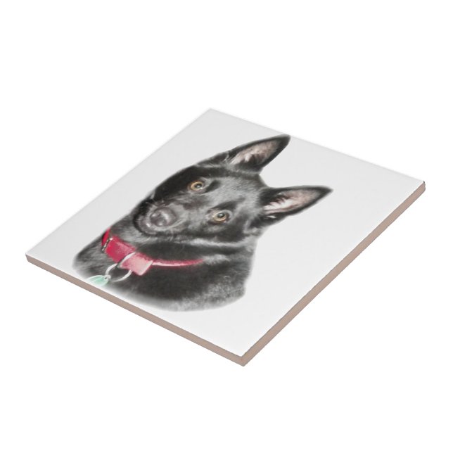 Schipperke Picture Tile (Side)