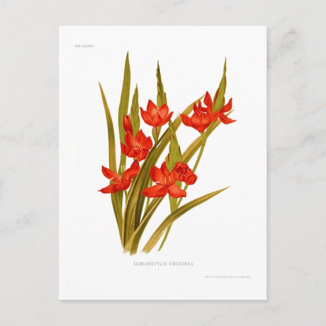 Schizostylis coccinea ( Kaffir lily) Postcard (Front)