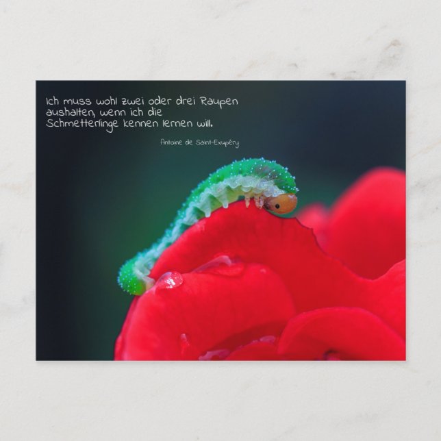 Schmetterlinge sehen postcard (Front)