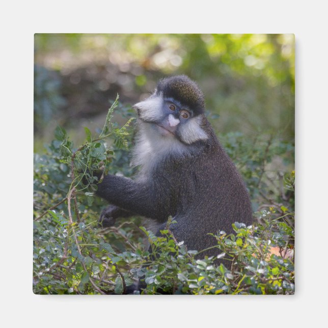 Schmidt's spot-nosed Monkey Magnet (Front)