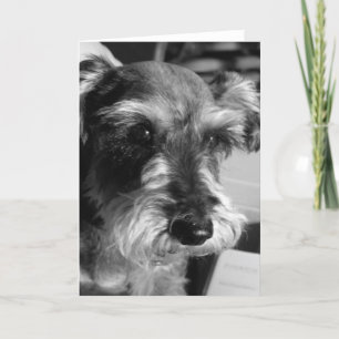 schnauzer card