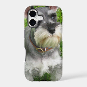 Schnauzer Dog