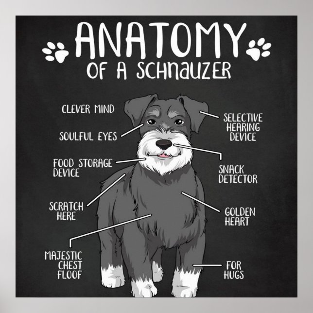 Schnauzer Dog Anatomy Best Dog Poster (Front)