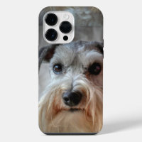 Schnauzer Dog face