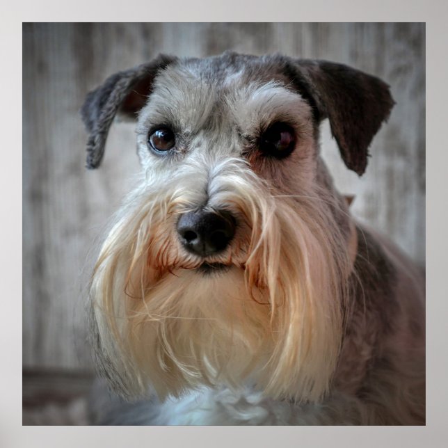 Schnauzer Dog face Poster (Front)