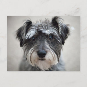 Schnauzer Dog Postcard