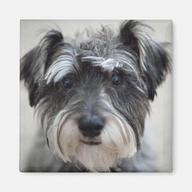 Schnauzer Dog Square Magnet (Front)