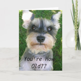 Schnauzer Happy Bday Card